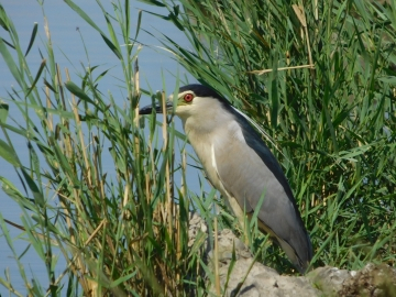 Drumeție Delta Moldovei