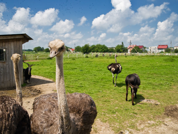 Ferma de Struti si Ferma de Animale