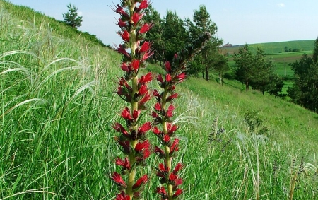echium-russicum-1.jpg