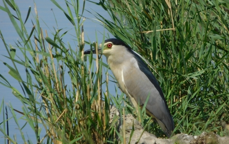 nycticorax-nycticorax-2.jpg